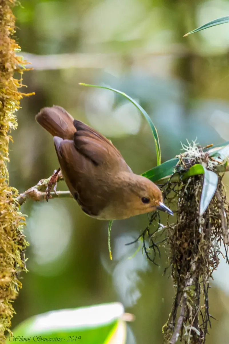 File:Sericornis nouhuysi - wilmotsenaratne - 581207776.jpeg