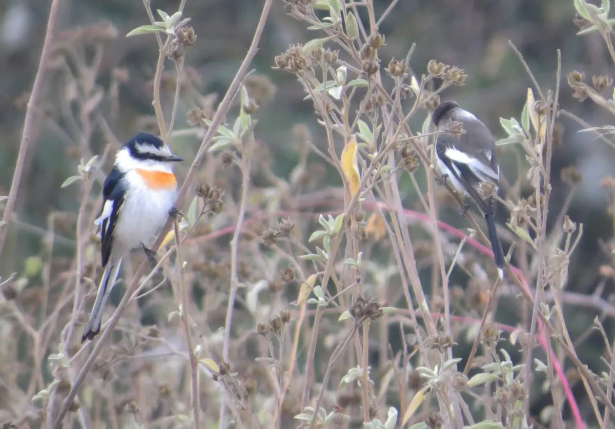 File:Pericrocotus albifrons - desertnaturalist - 70427181.jpeg