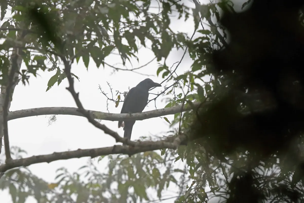 File:Coracina caeruleogrisea - Nigel Voaden - 3265588.jpeg