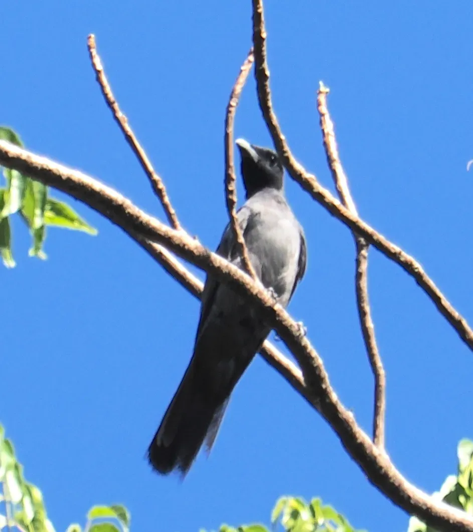 File:Coracina personata personata - desertnaturalist - 332877038.jpeg