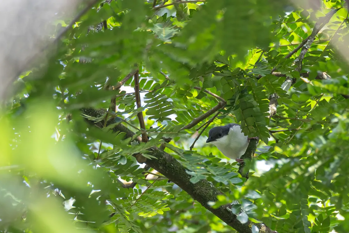 File:Dryoscopus angolensis - Rafael Würtemberger - 395159929.jpeg