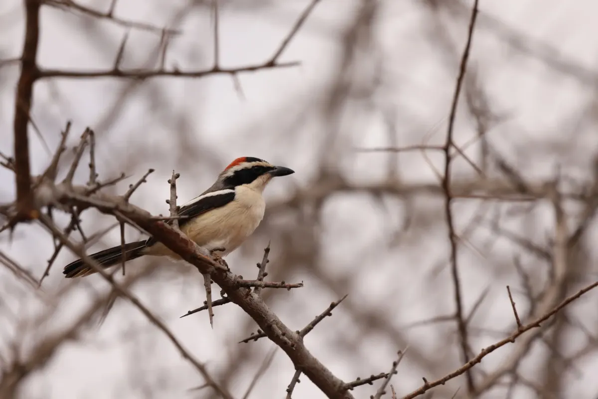 File:Laniarius ruficeps - Adrien Jailloux - 607781219.jpeg