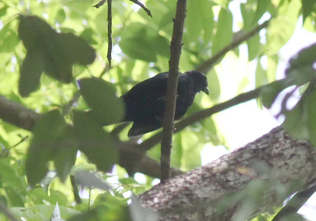 File:Laniarius leucorhynchus - Jan Ebr and Ivana Ebrová - 345855714.jpeg