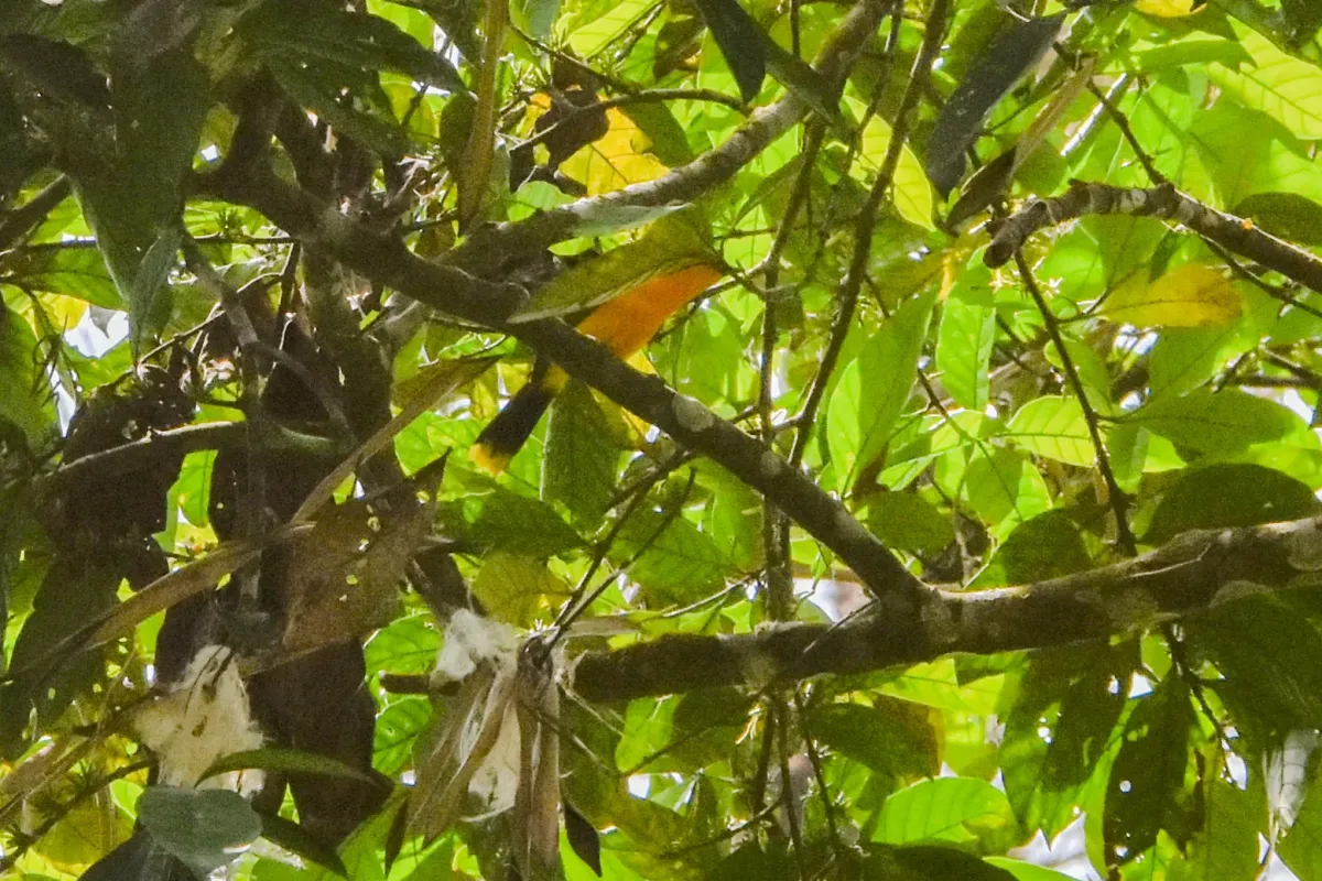 File:Chlorophoneus multicolor - Jay Pruett - 181198824.jpeg