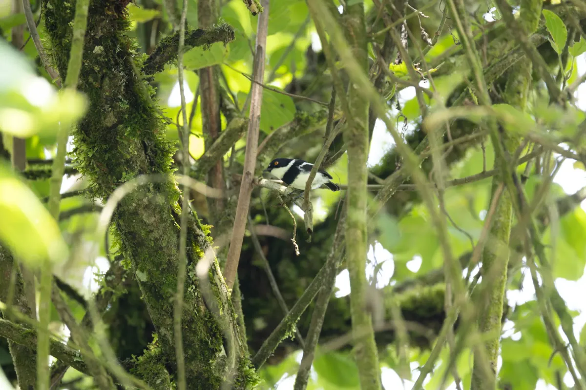 File:Batis diops - Rafael Würtemberger - 380712668.jpeg