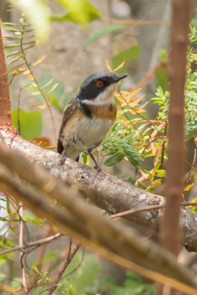 File:Batis dimorpha - William Stephens - 441329072.jpeg