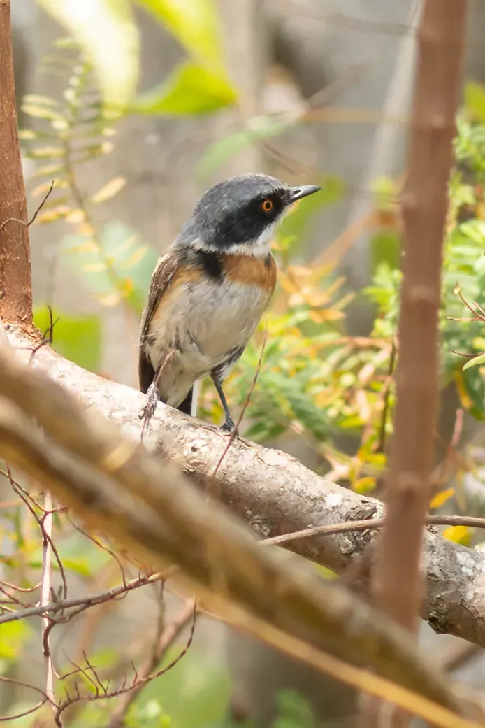 File:Batis dimorpha - William Stephens - 441329073.jpeg