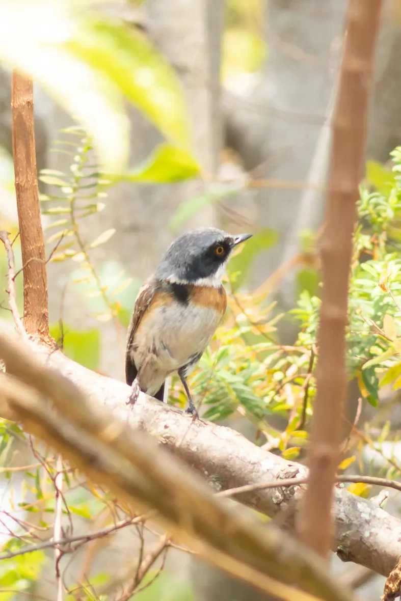 File:Batis dimorpha - William Stephens - 441329097.jpeg