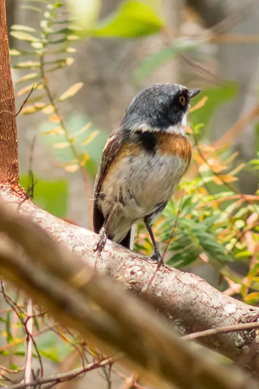 File:Batis dimorpha - William Stephens - 441329098.jpeg