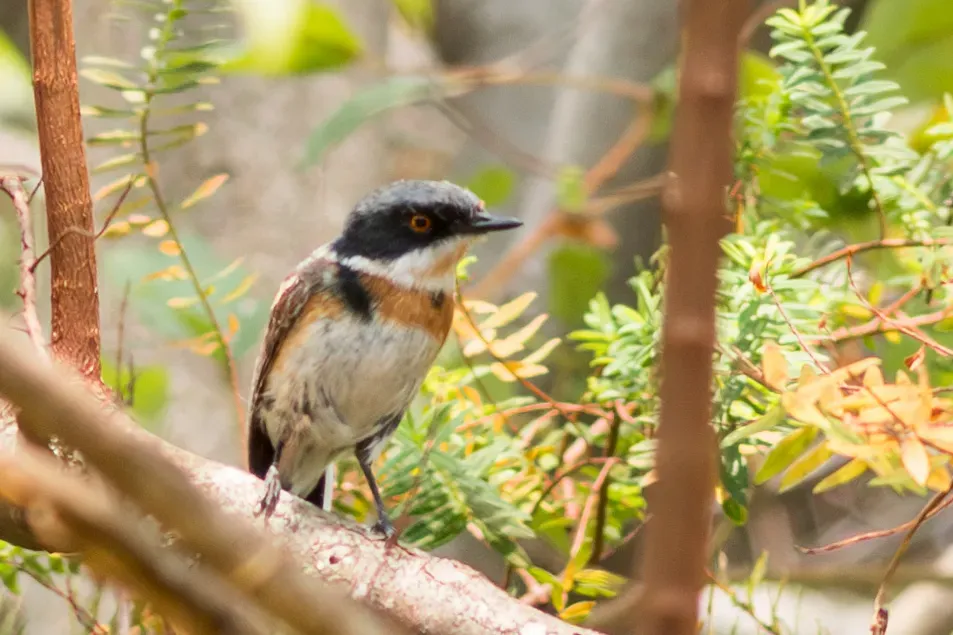 File:Batis dimorpha - William Stephens - 441329118.jpeg