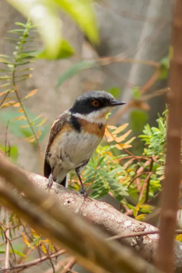 File:Batis dimorpha - William Stephens - 441329116.jpeg