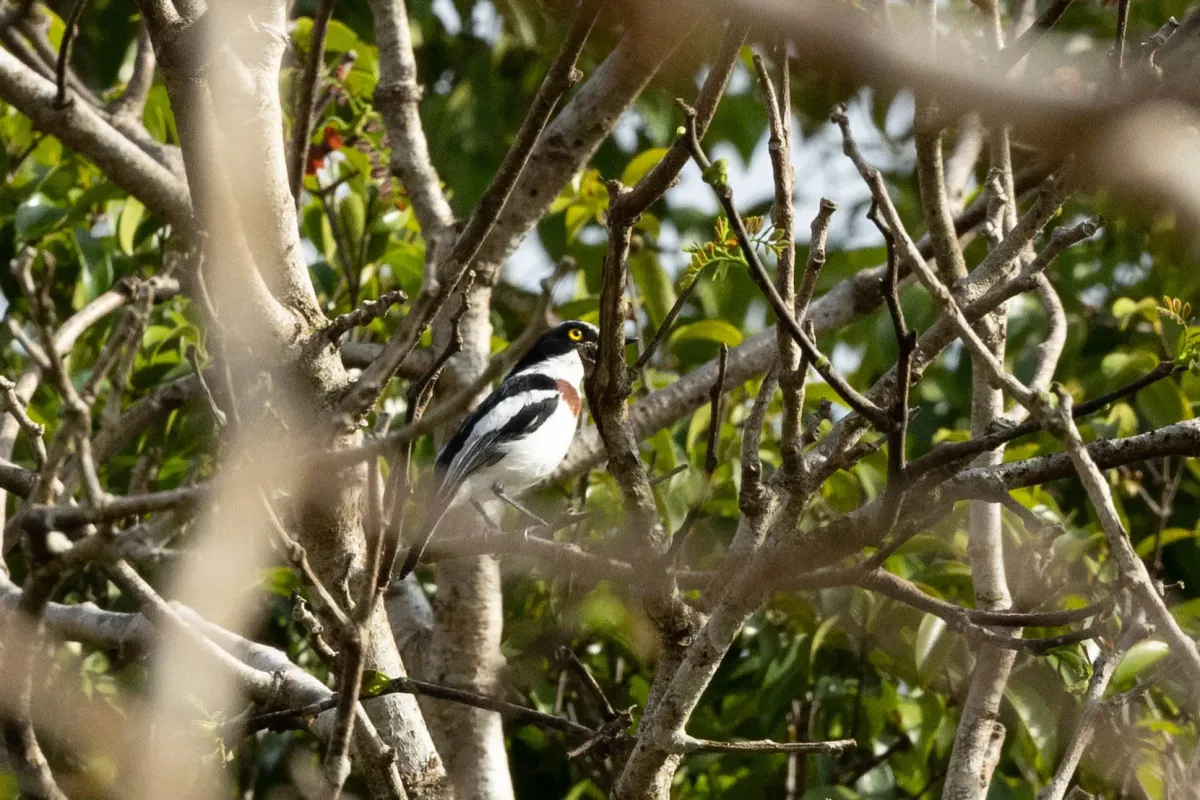 File:Batis minor - Thibaud Aronson - 273697239.jpeg