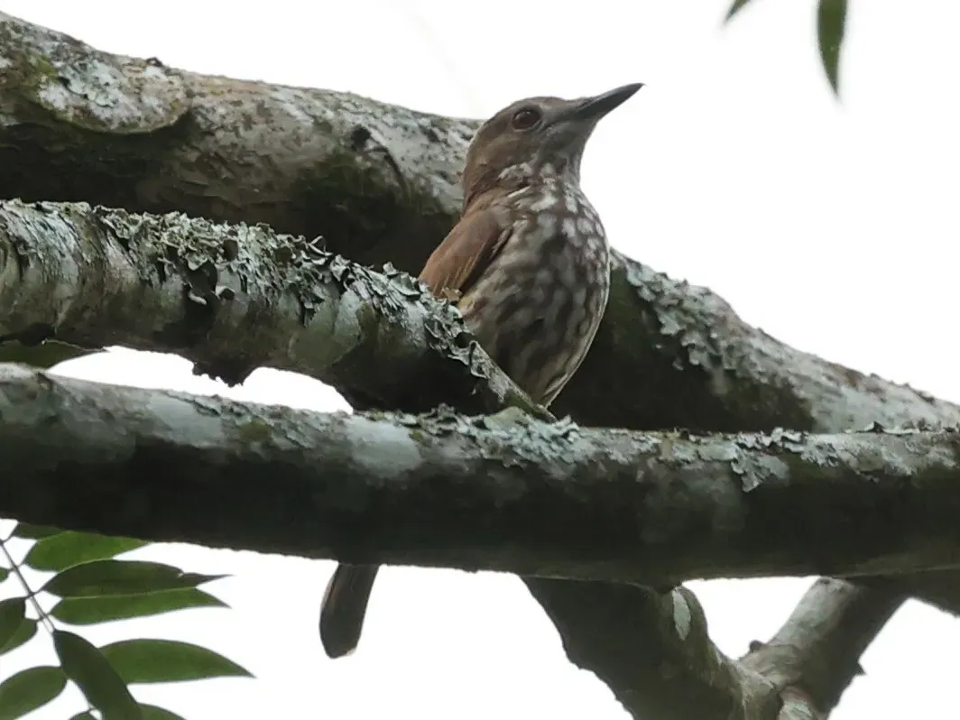 File:Megabyas flammulatus aequatorialis - Tommy Andriollo - 253595830.jpeg