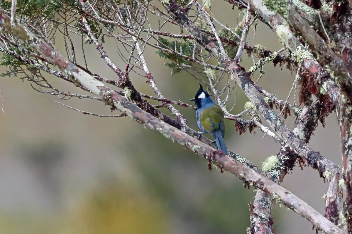 File:Paramythia olivacea olivacea - Nigel Voaden - 4978553.jpeg