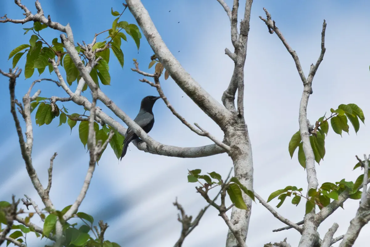 File:Edolisoma holopolium pygmaeum - mcmadd - 541764576.jpeg