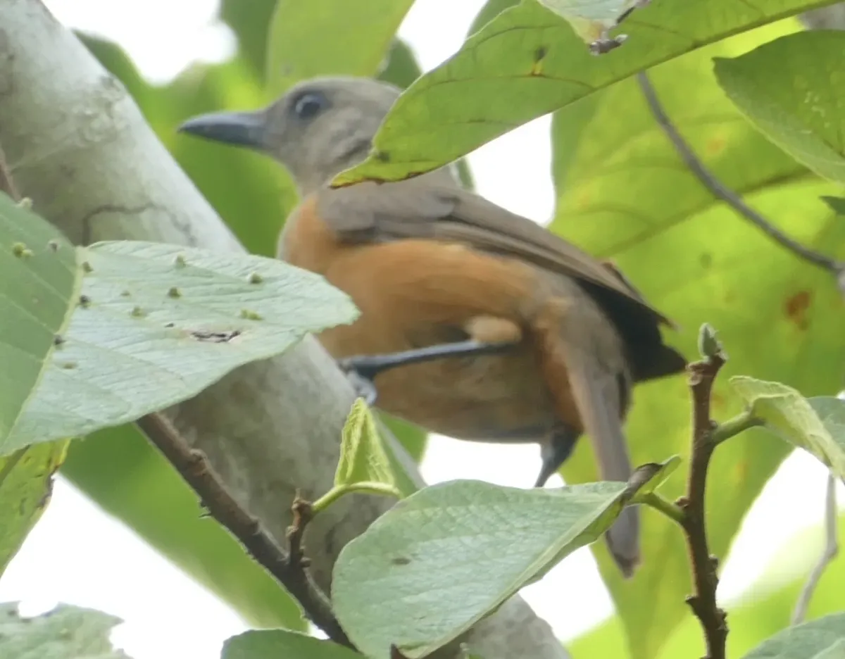 File:Pitohui cerviniventris - Jean-Paul Boerekamps - 337323718.jpeg