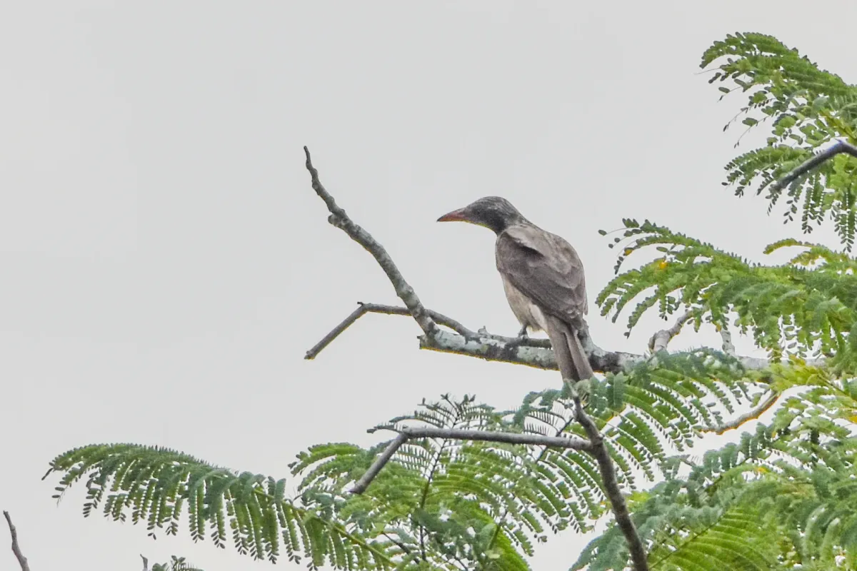 File:Oriolus szalayi - Jay Pruett - 335067181.jpeg