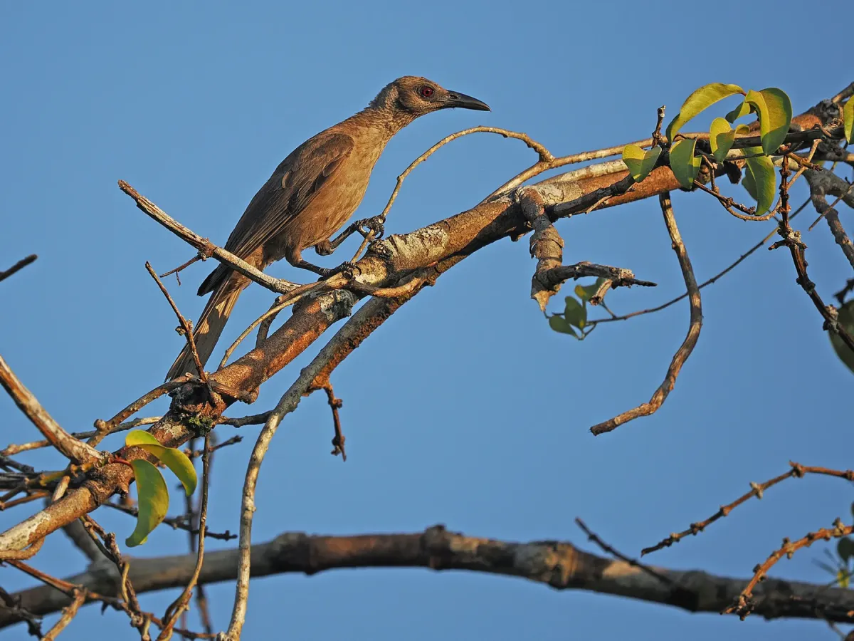 File:Oriolus decipiens - James Eaton - 337787926.jpeg