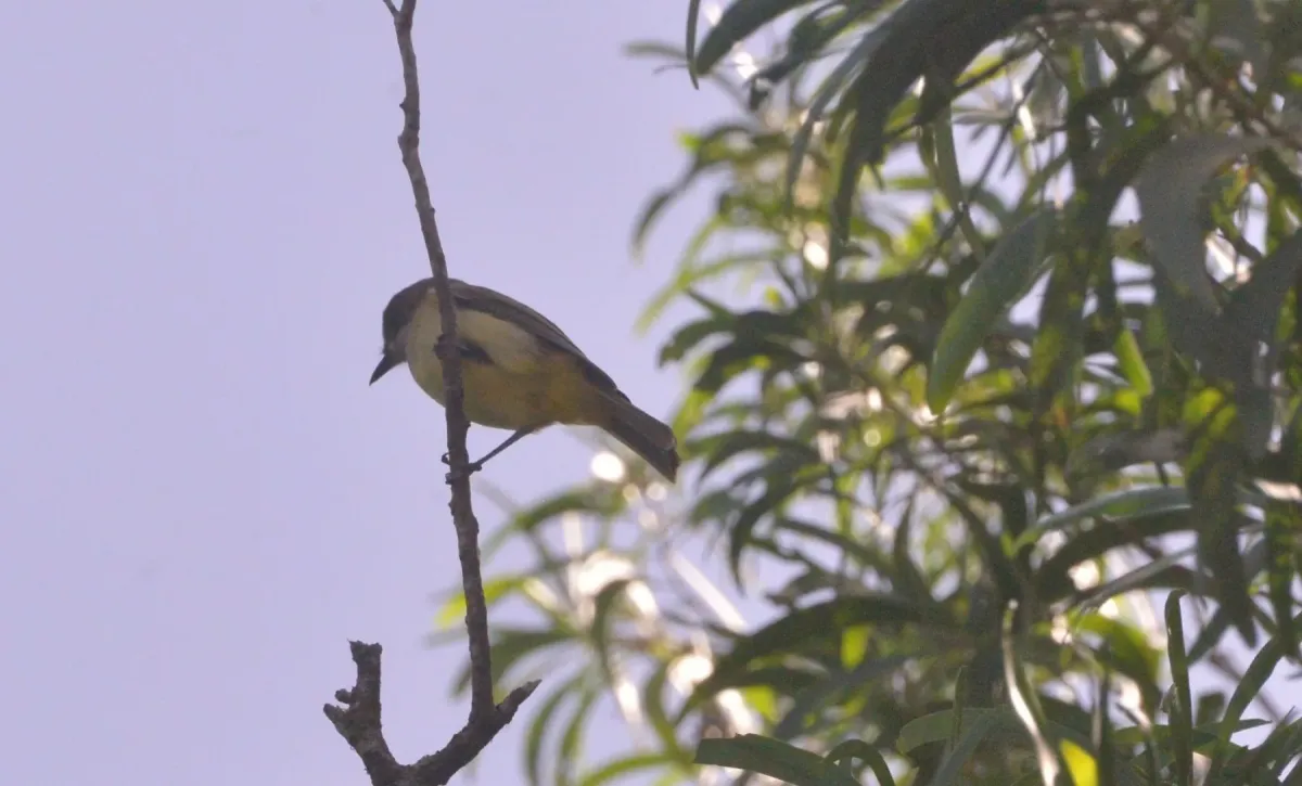 File:Pachycephala chlorura cucullata - Dominik Maximilián Ramík - 534761043.jpeg