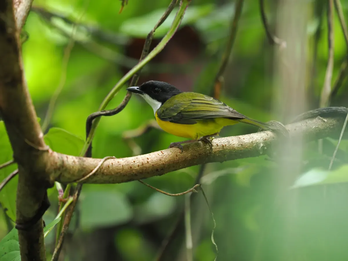 File:Pachycephala vitiensis - James Eaton - 464047537.jpeg