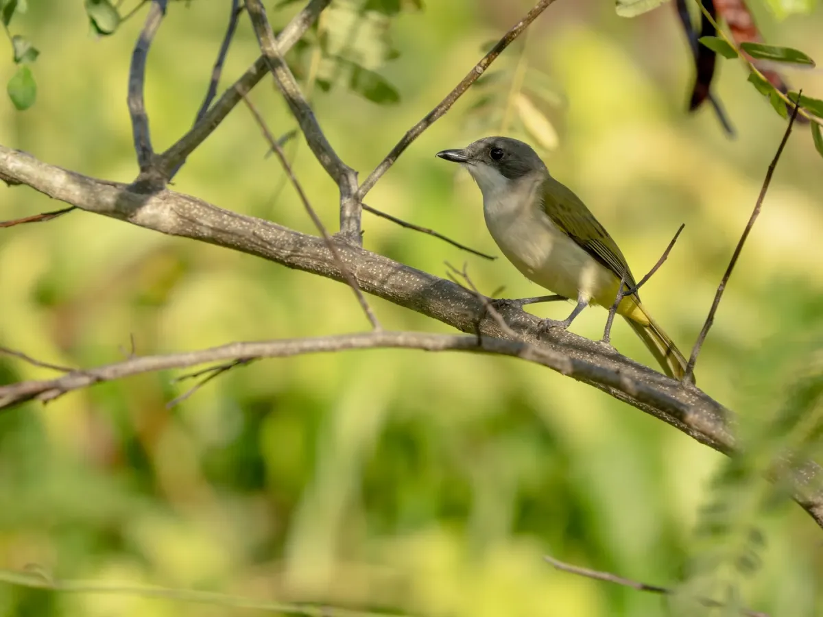 File:Pachycephala teysmanni - James Eaton - 580030436.jpeg