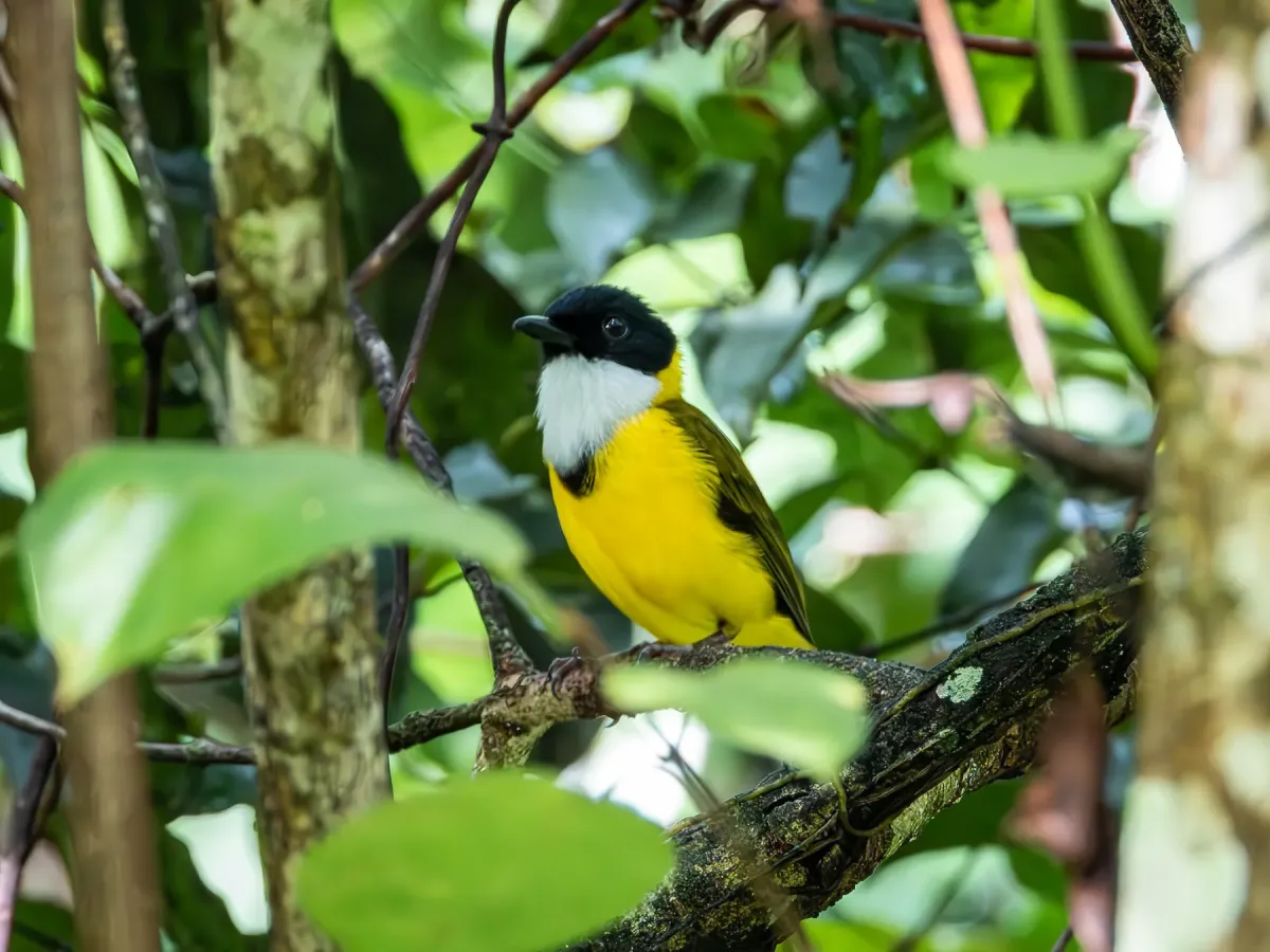 File:Pachycephala mentalis - Jason Alexander - 526333930.jpeg