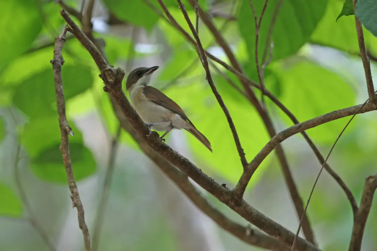 File:Pachycephala phaionota - James Eaton - 440527535.jpeg