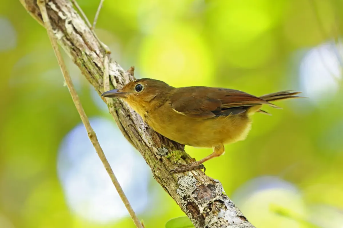 File:Pachycephala melanorhyncha - Nigel Voaden - 3034844.jpeg
