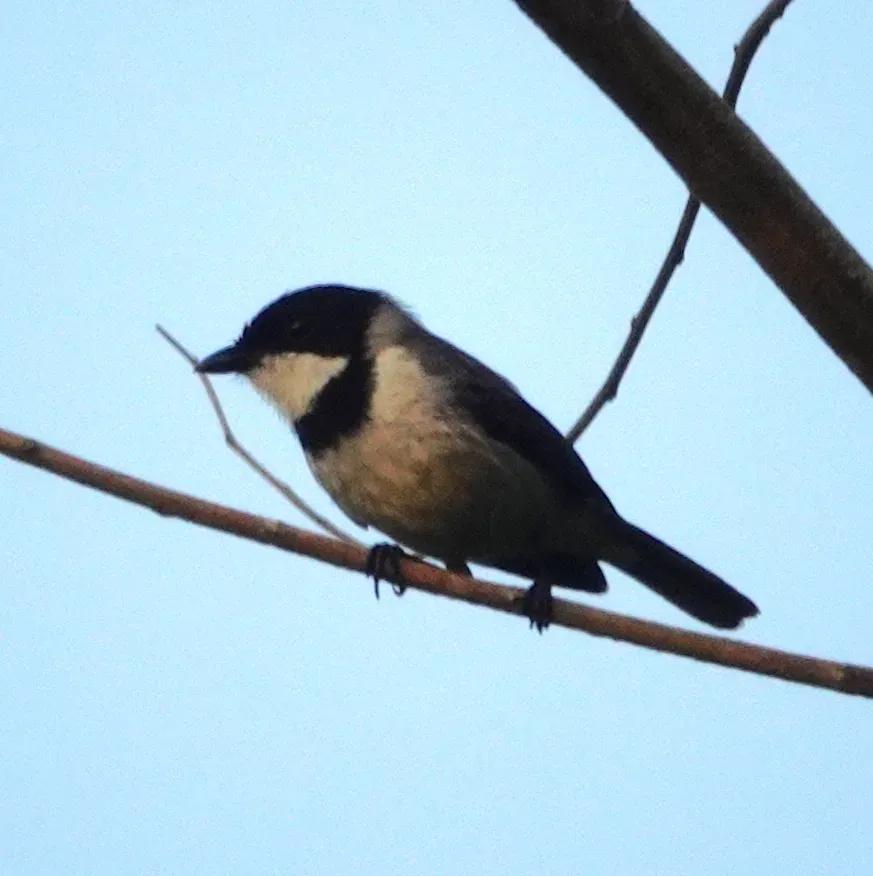 File:Pachycephala arctitorquis kebirensis - desertnaturalist - 332125160.jpeg