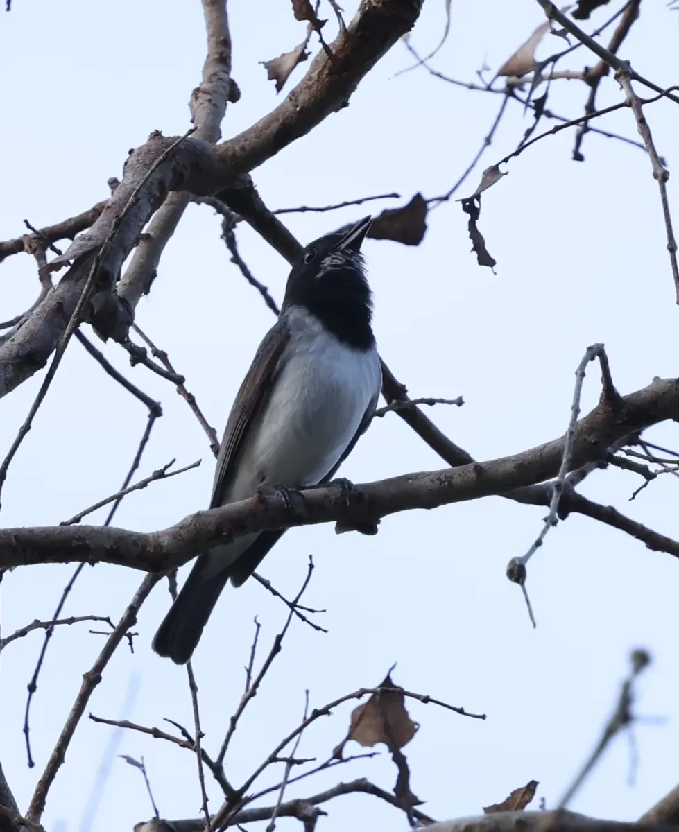 File:Pachycephala leucogastra - Abby Darrah - 577444829.jpeg