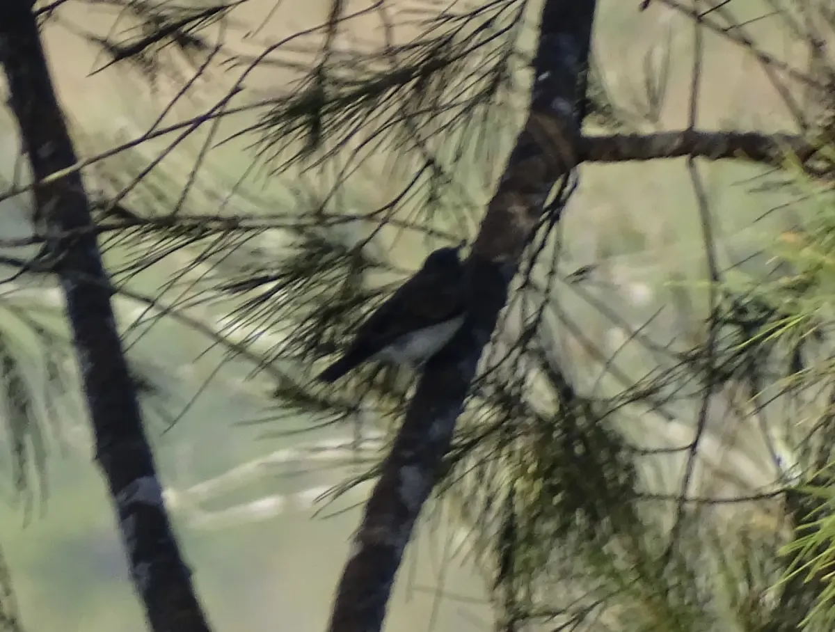 File:Pachycephala monacha - Sandra Keller - 558962007.jpeg