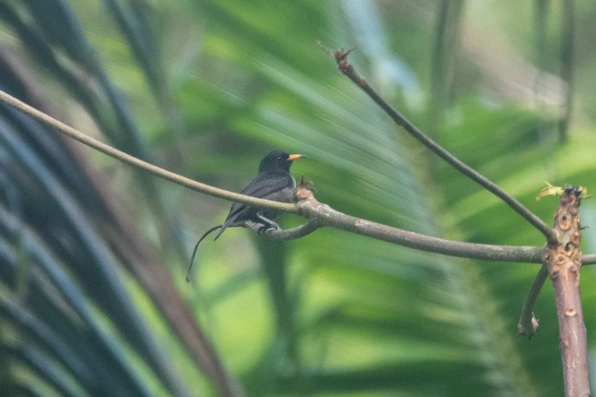 File:Myzomela tristrami - Euan Moore - 609428399.jpeg