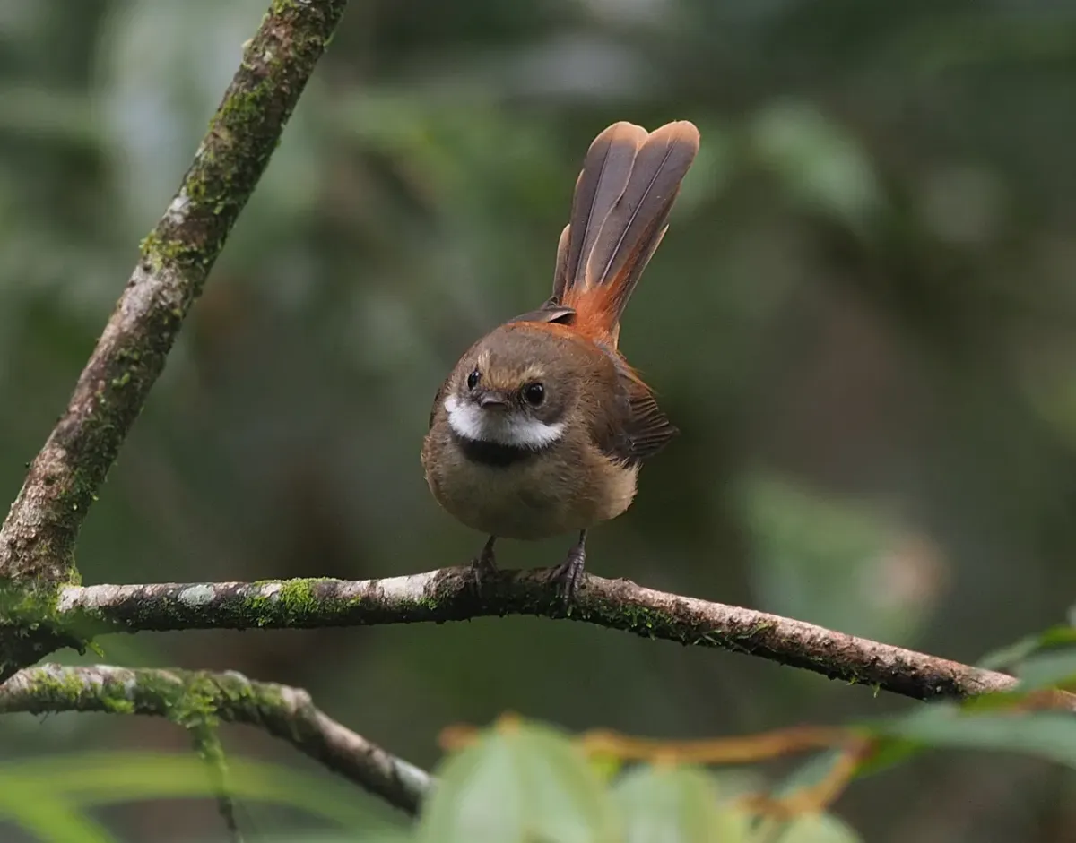 File:Rhipidura superflua - James Eaton - 416865967 (cropped).jpeg