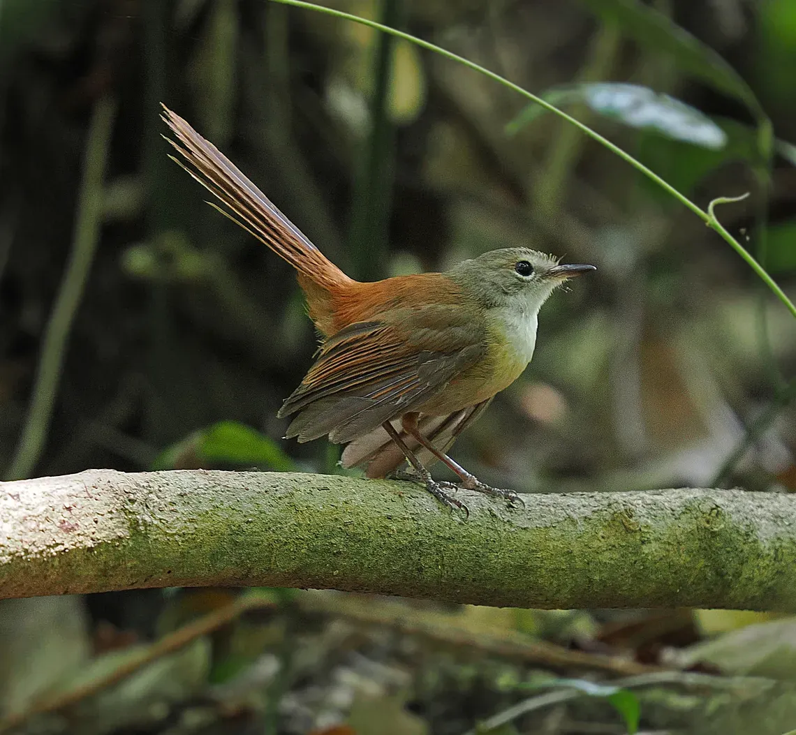 File:Rhipidura opistherythra - James Eaton - 337787652 (cropped).jpeg