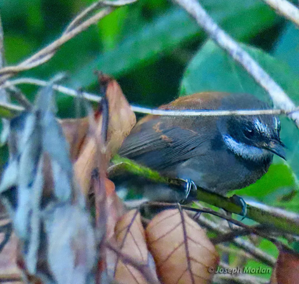 File:Rhipidura semicollaris - Joseph Morlan - 338170169.jpeg