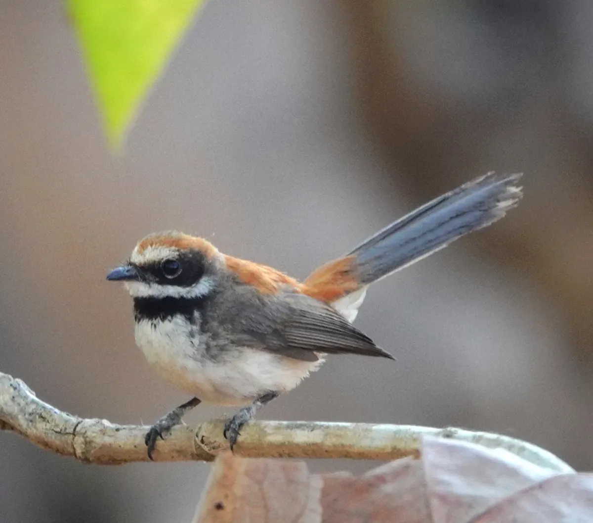 File:Rhipidura semicollaris elegantula - desertnaturalist - 330868504.jpeg