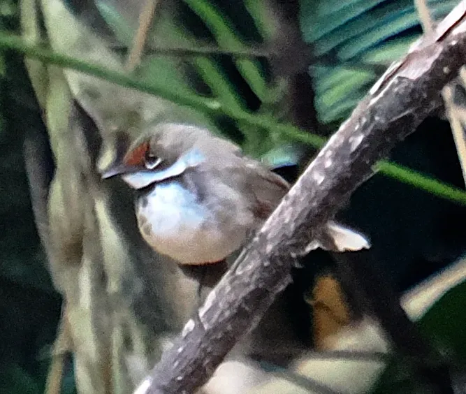 File:Rhipidura semicollaris semicollaris - desertnaturalist - 332930901.jpeg