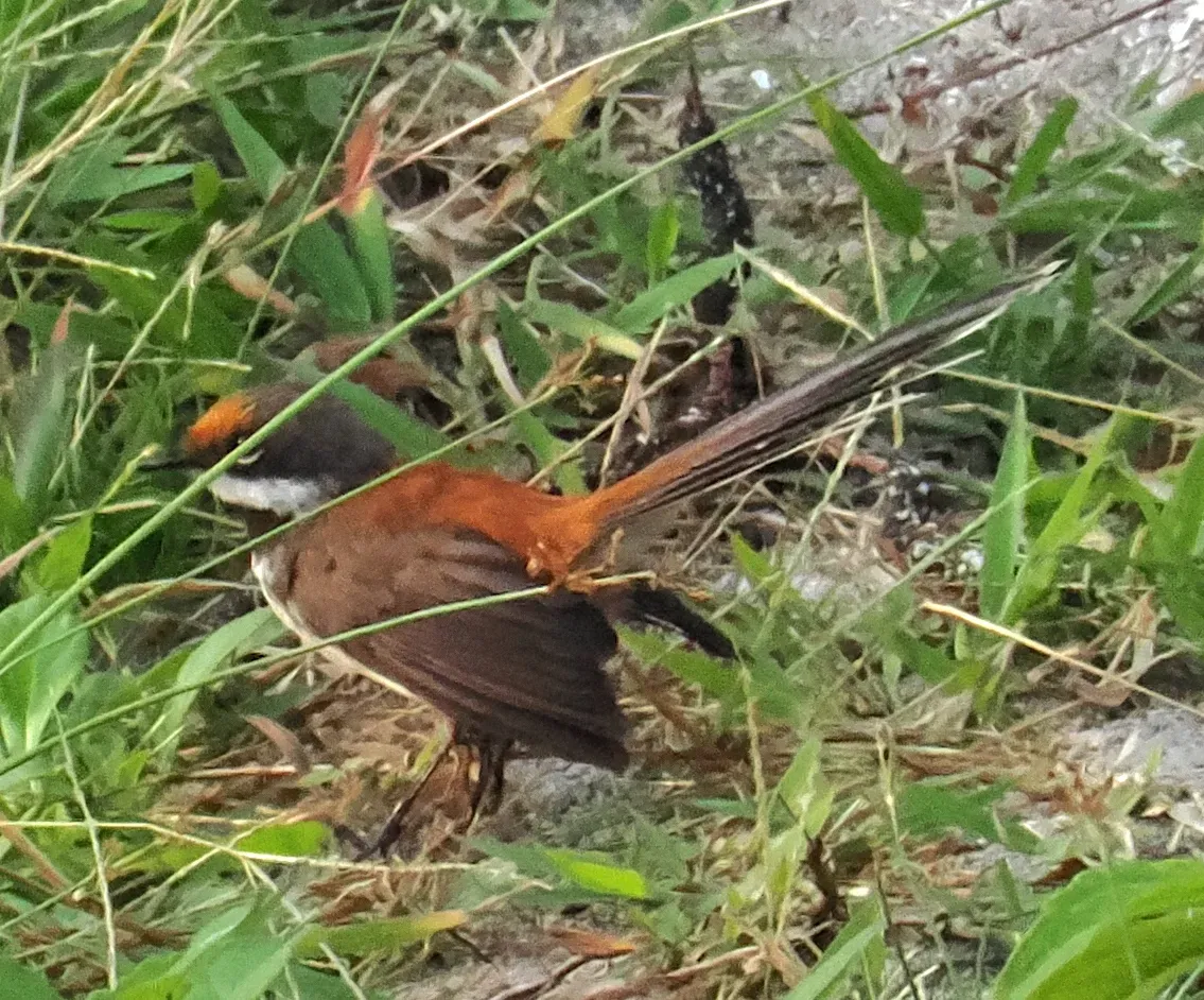 File:Rhipidura semicollaris mimosae - desertnaturalist - 332522259.jpeg