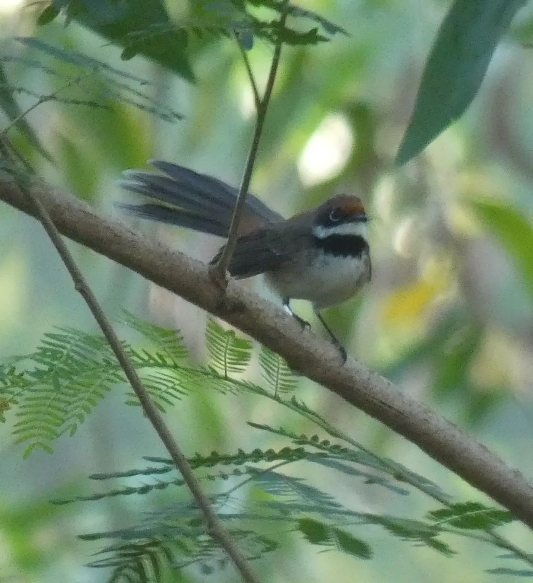 File:Rhipidura semicollaris - River Ahlquist - 332751601.jpeg