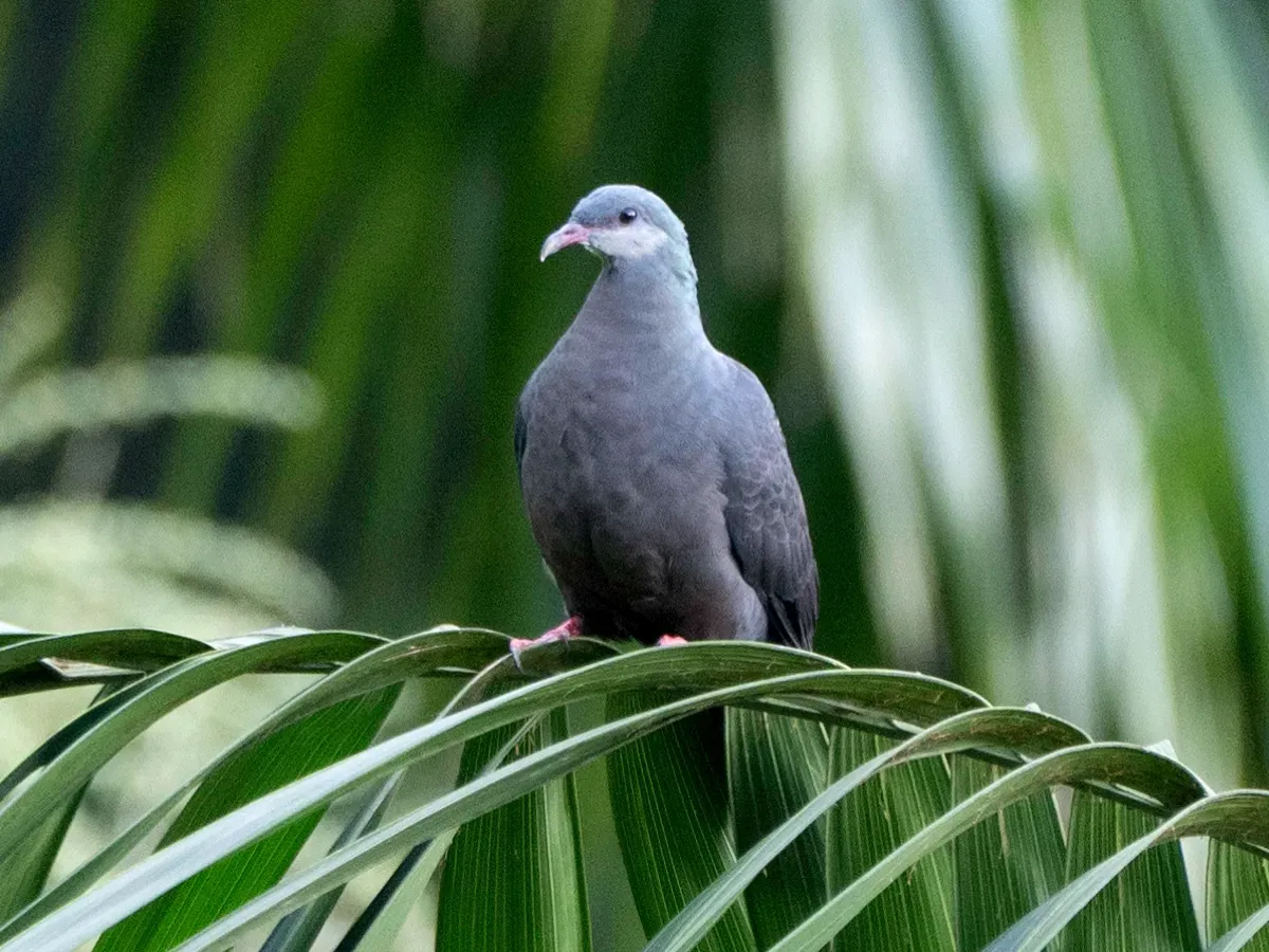 File:Columba vitiensis vitiensis, Vuda, Fiji 1.jpg