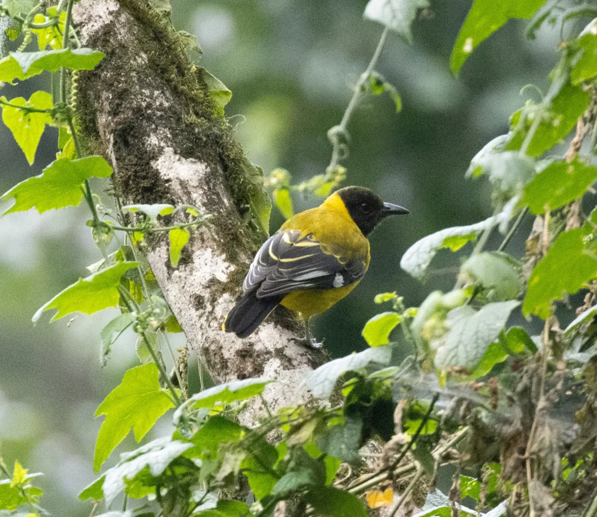 File:Oriolus percivali - avocat - 602207641.jpeg