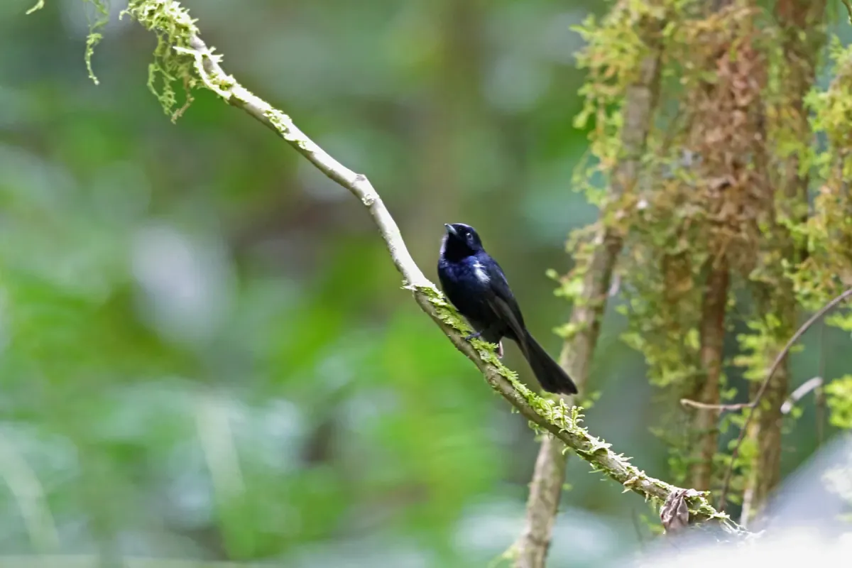 File:Symposiachrus axillaris - Nigel Voaden - 3271496.jpeg