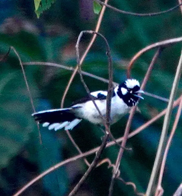 File:Carterornis castus - desertnaturalist - 332145081.jpeg