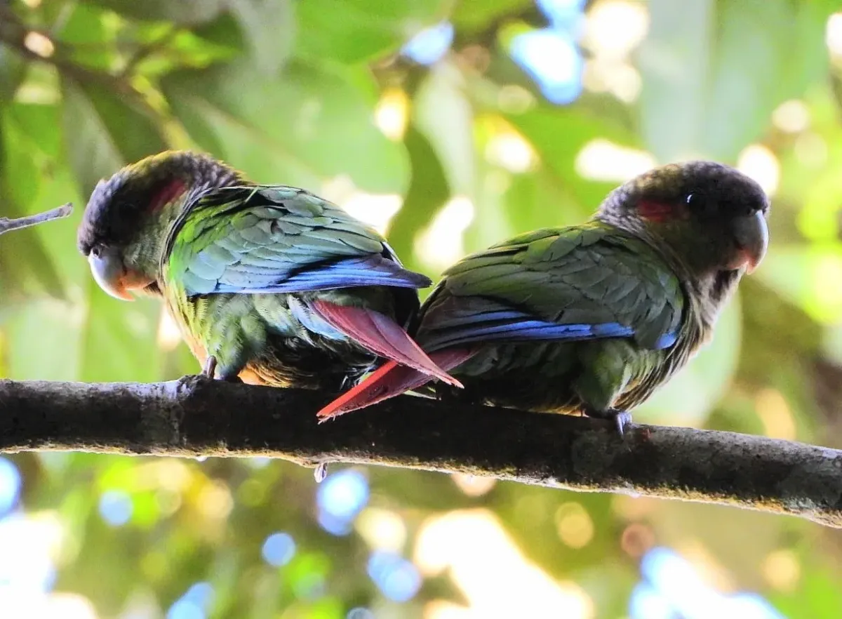 File:Pyrrhura hoematotis - beto matheus - 346121190.jpeg