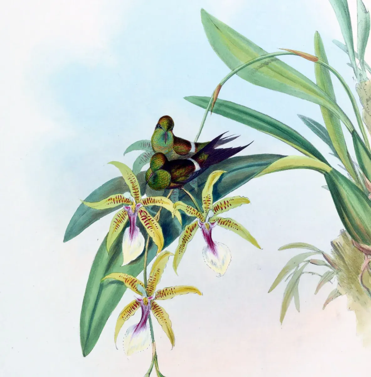 File:Discosura letitiae (cropped1).jpg