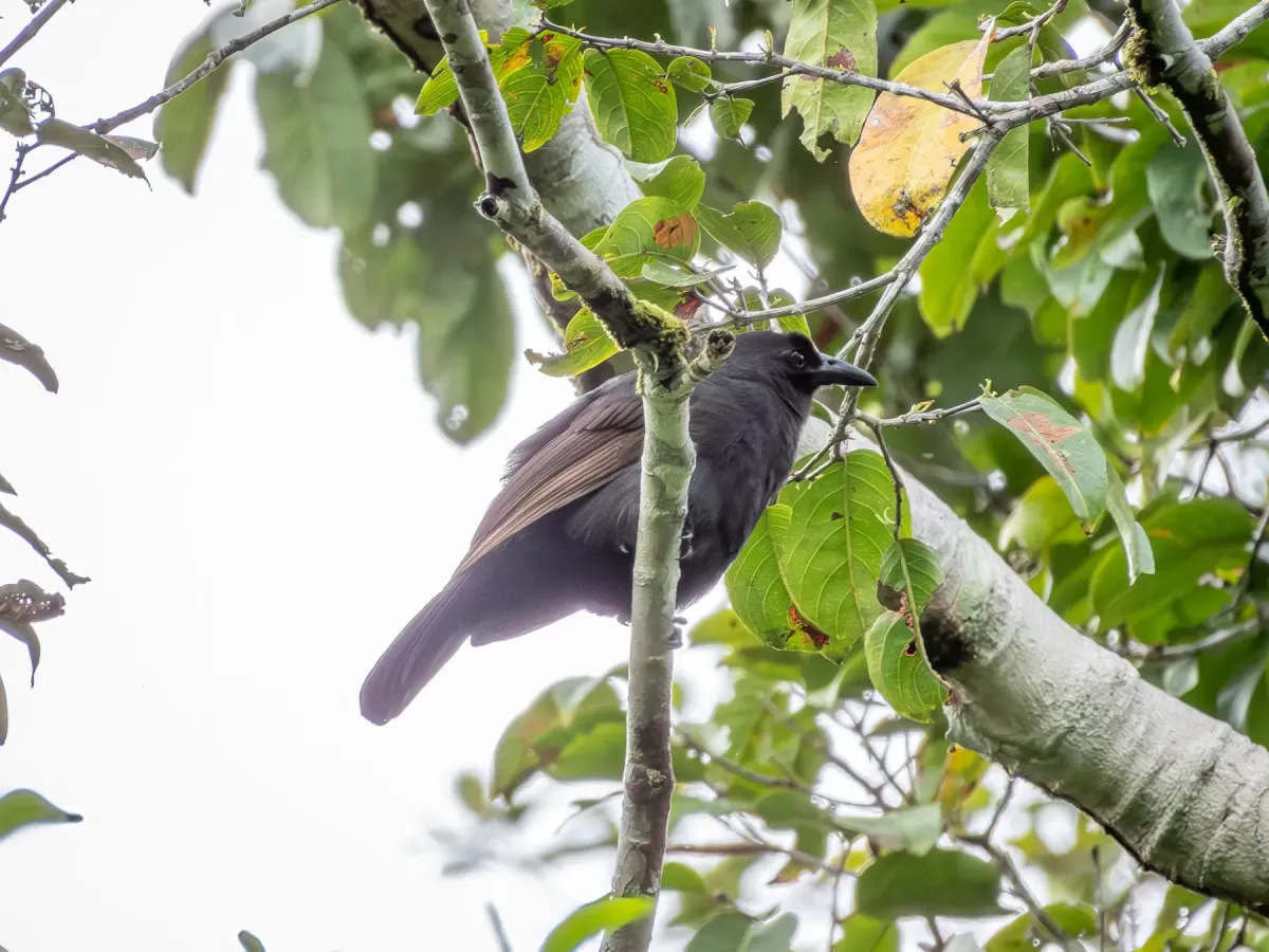 File:Lycocorax pyrrhopterus pyrrhopterus - Jason Alexander - 526334863.jpeg