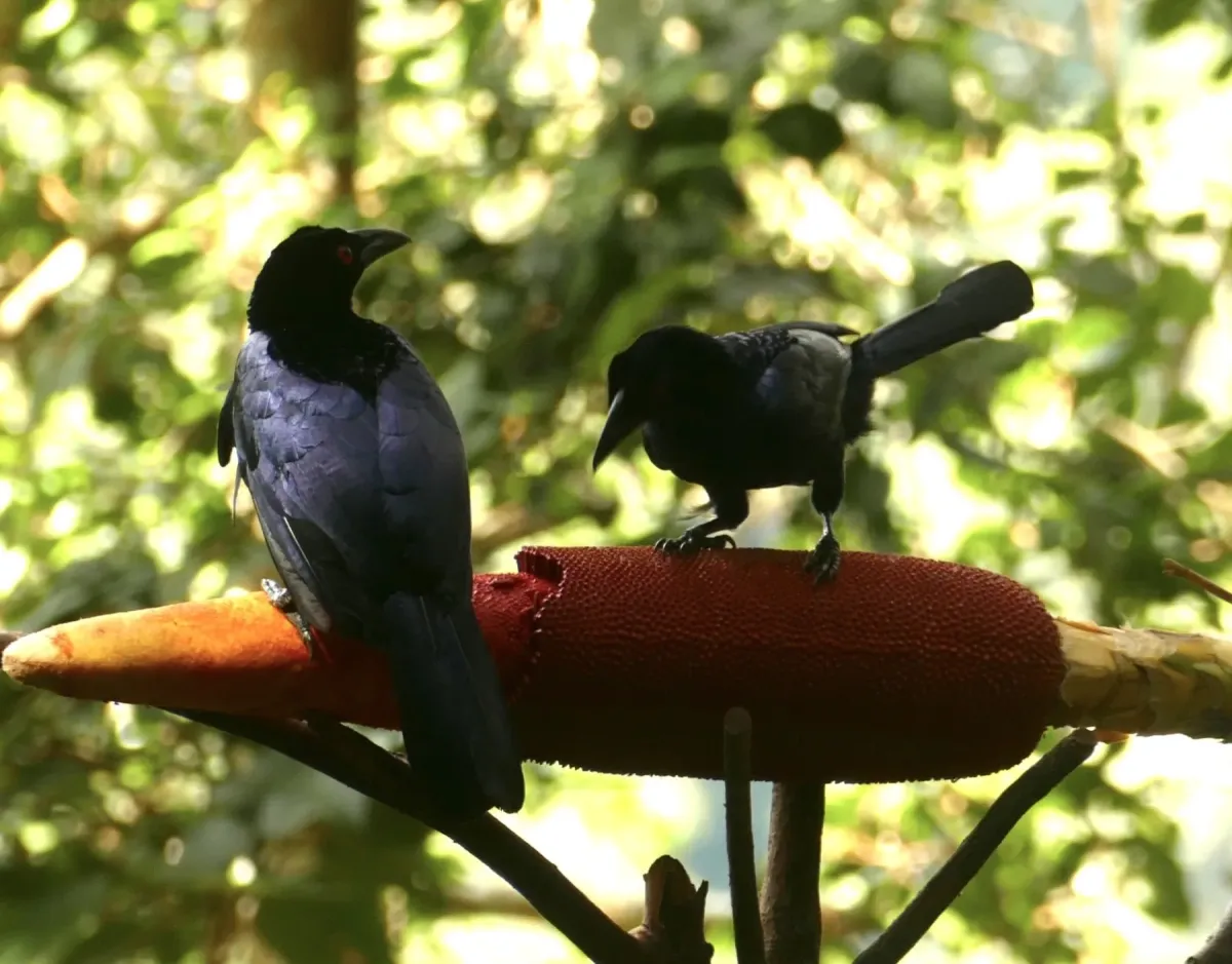 File:Manucodia chalybatus - Jean-Paul Boerekamps - 341060973.jpeg