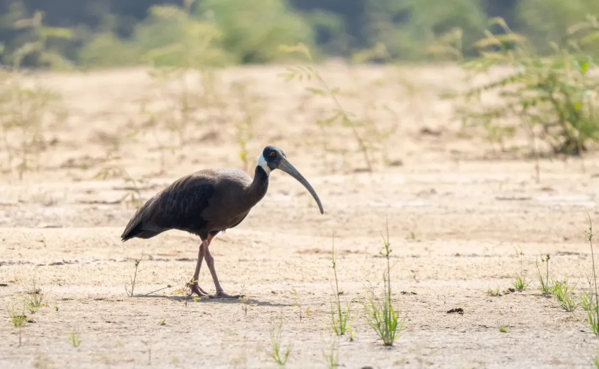 File:Pseudibis davisoni - Forest Botial-Jarvis - 283747097.jpeg