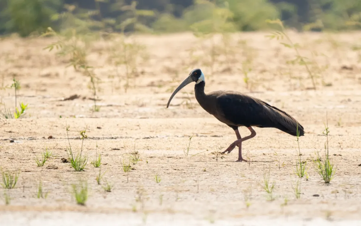 File:Pseudibis davisoni - Forest Botial-Jarvis - 283747123.jpeg