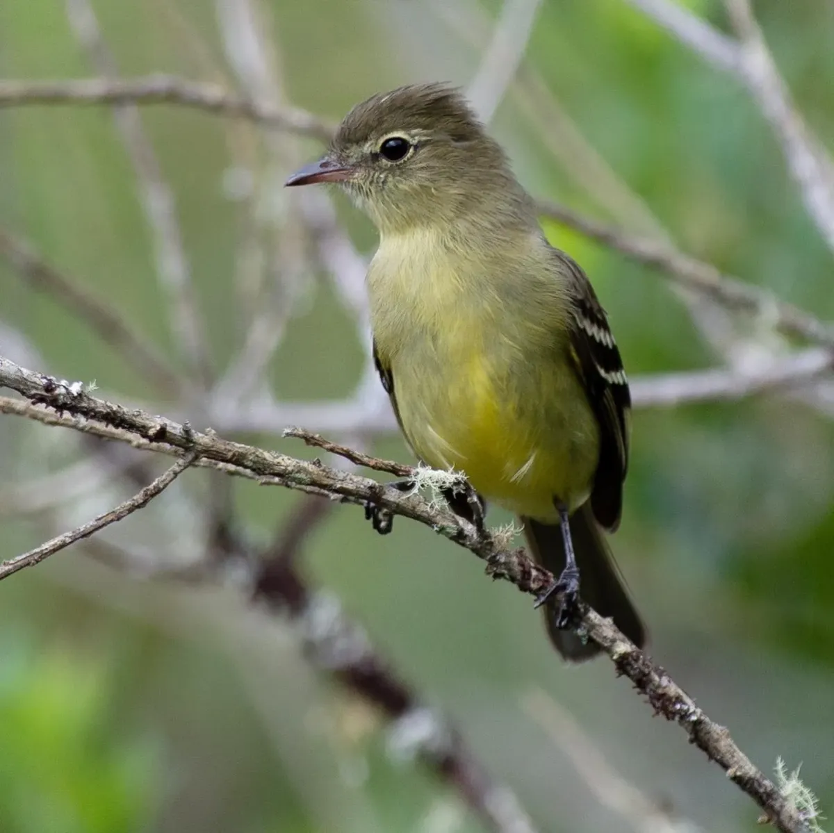 File:Elaenia olivina - Joao Quental - 112909845.jpeg